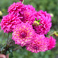 Dahlia 'Belle'