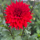 Dahlia 'Kenora Wildfire'