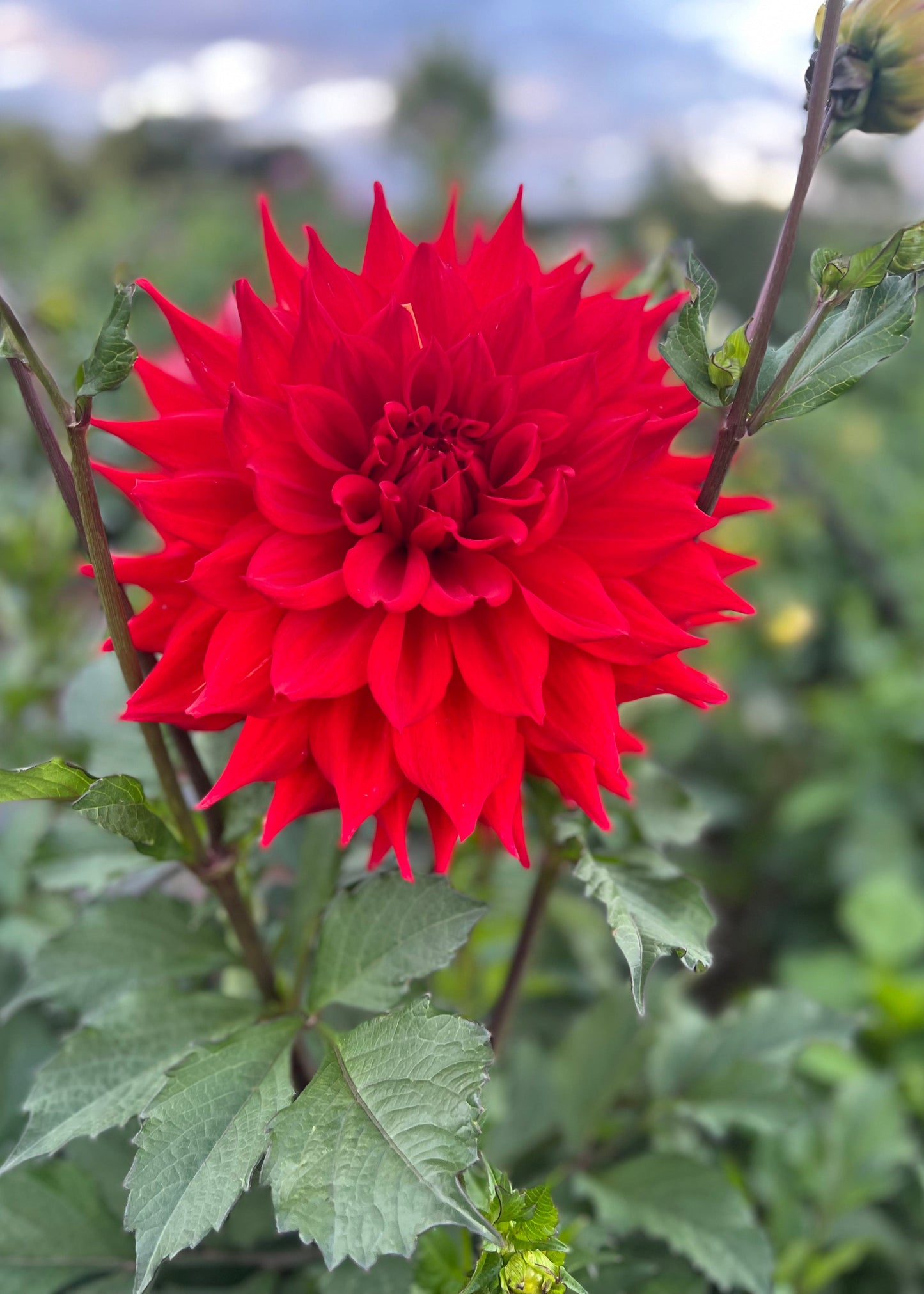 Dahlia 'Kenora Wildfire'