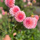 Dahlia 'Hillier Tanunda'