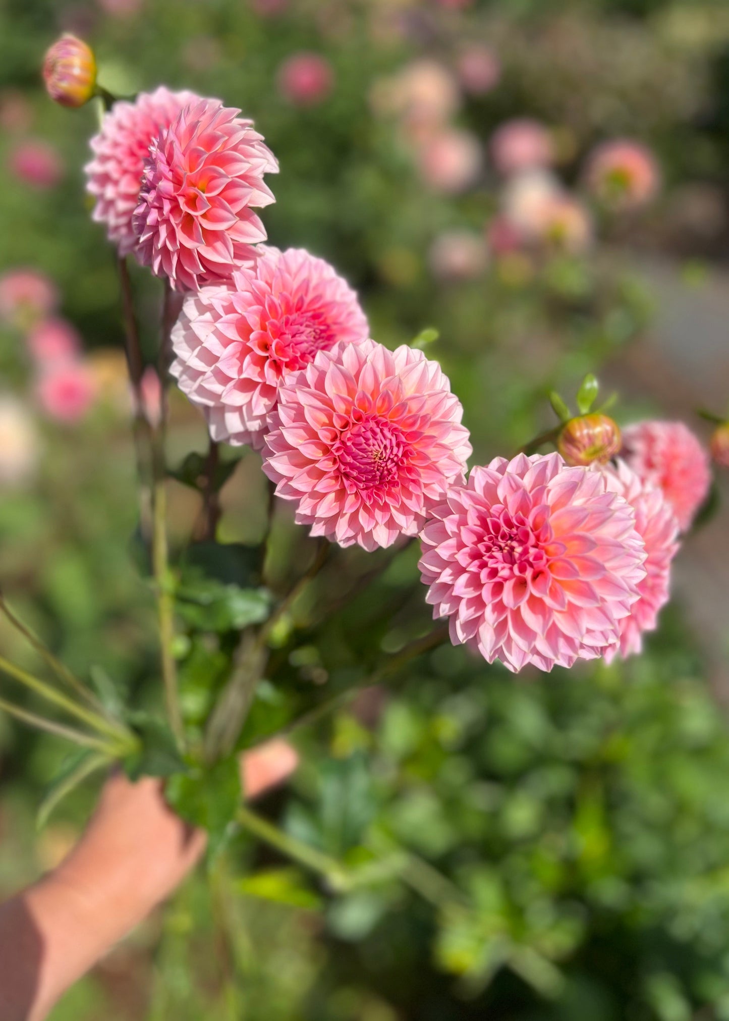 Dahlia 'Hillier Tanunda'