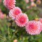 Farmgate Bunches ~ Miniature Decorative Dahlias