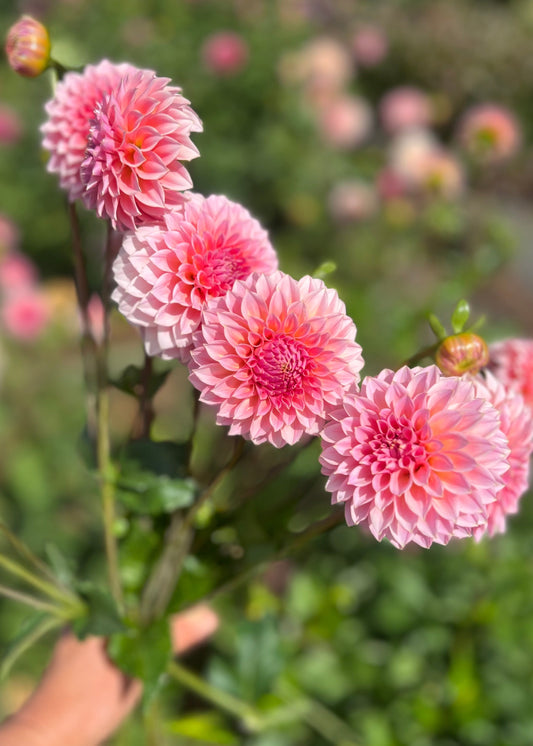 Farmgate Bunches ~ Miniature Decorative Dahlias