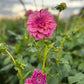 Dahlia 'Sultan'