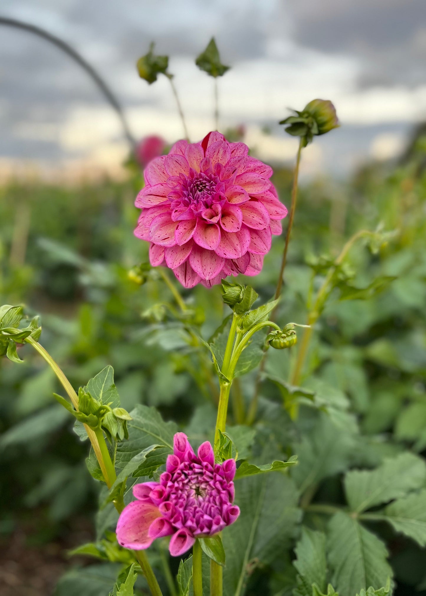 Dahlia 'Sultan'