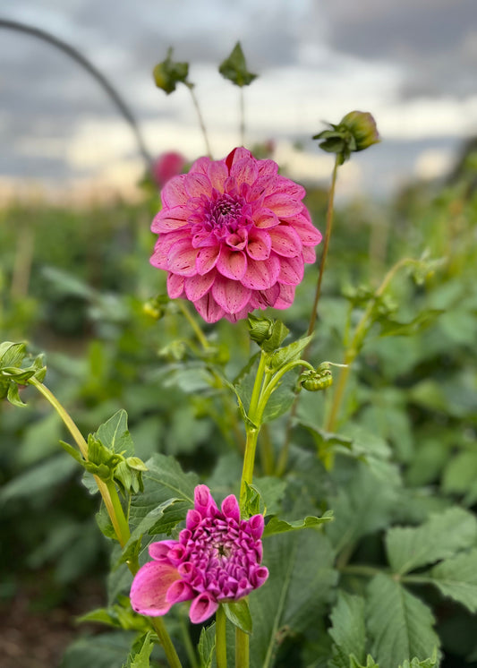 Dahlia 'Sultan'