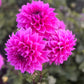 Farmgate Bunches ~ Medium Decorative Dahlias