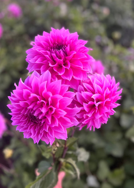 Farmgate Bunches ~ Medium Decorative Dahlias