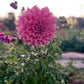 Dusty Pink Dahlia ' Under the Sea' front side