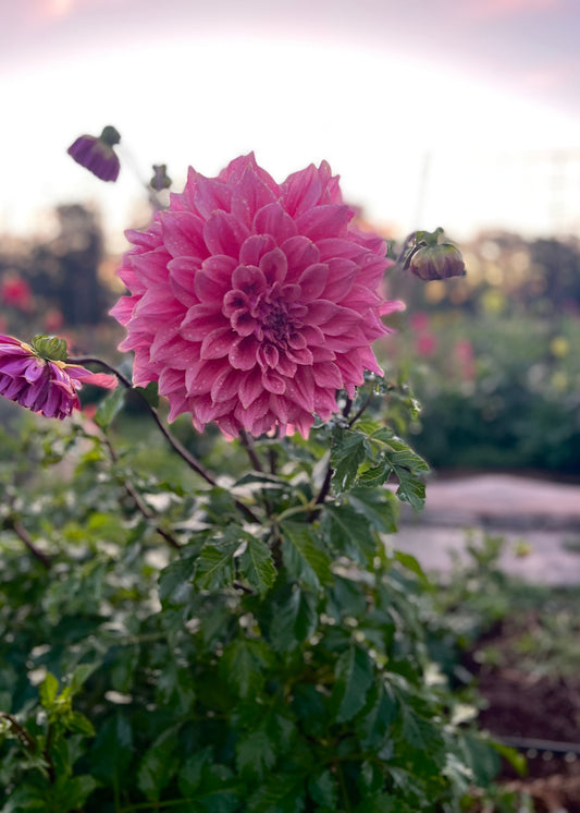 Dusty Pink Dahlia ' Under the Sea' front side