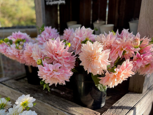 Cafe Au Lait Dahlia Flower Buckets