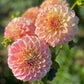 Dahlia 'Coorabell Moonglow'