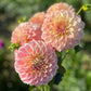 Farmgate Bunches ~ Small Decorative Dahlias