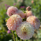 Dahlia 'Coorabell Astrid'