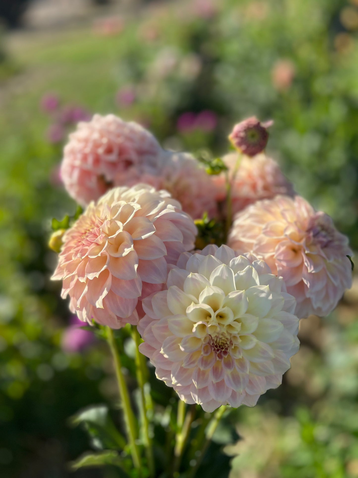 Dahlia 'Coorabell Astrid'