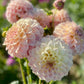 Farmgate Bunches ~ Small Decorative Dahlias