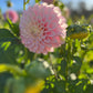 Dahlia 'Devon Seattle'