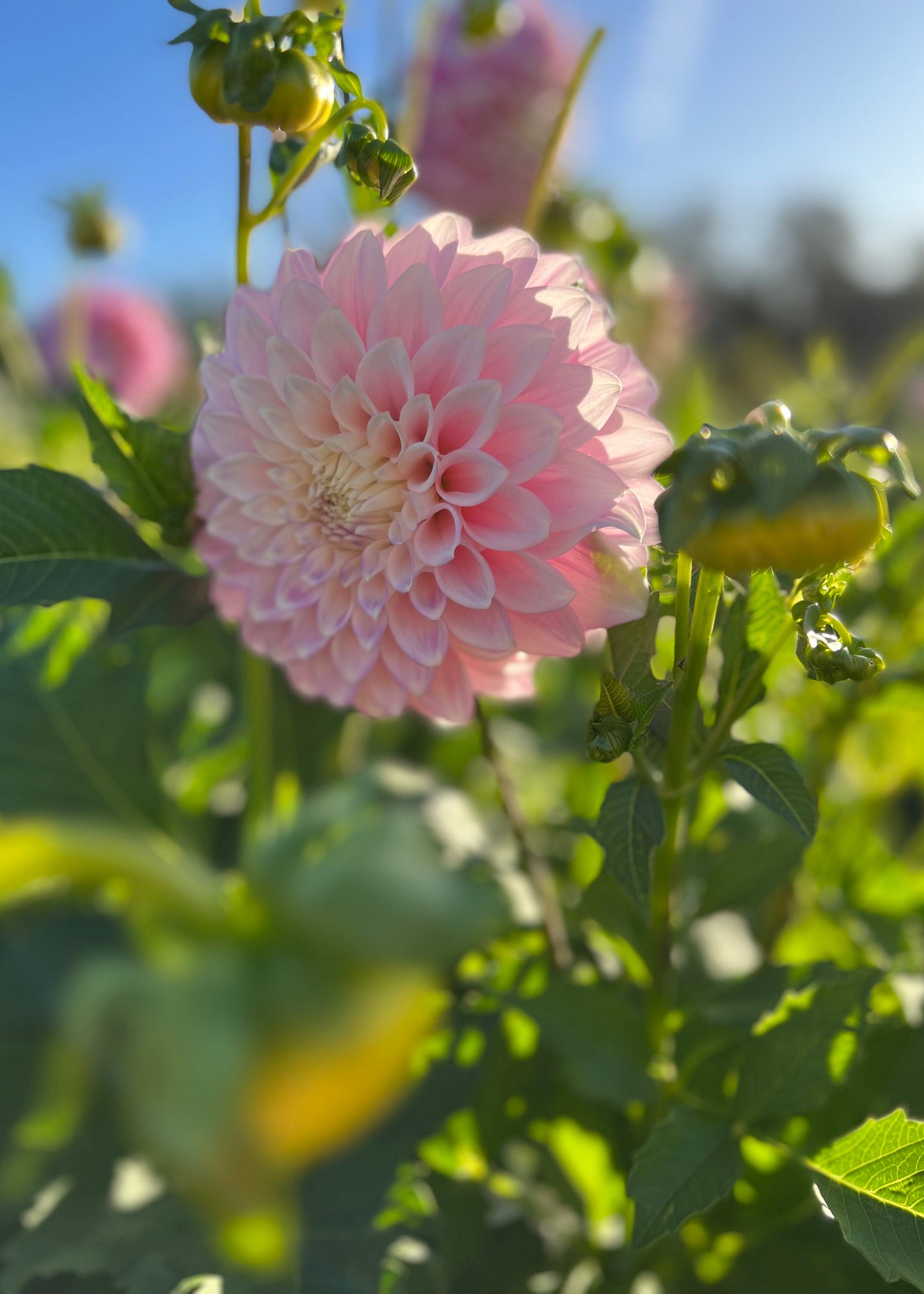 Dahlia 'Devon Seattle'