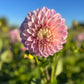 Dahlia 'Devon Seattle'