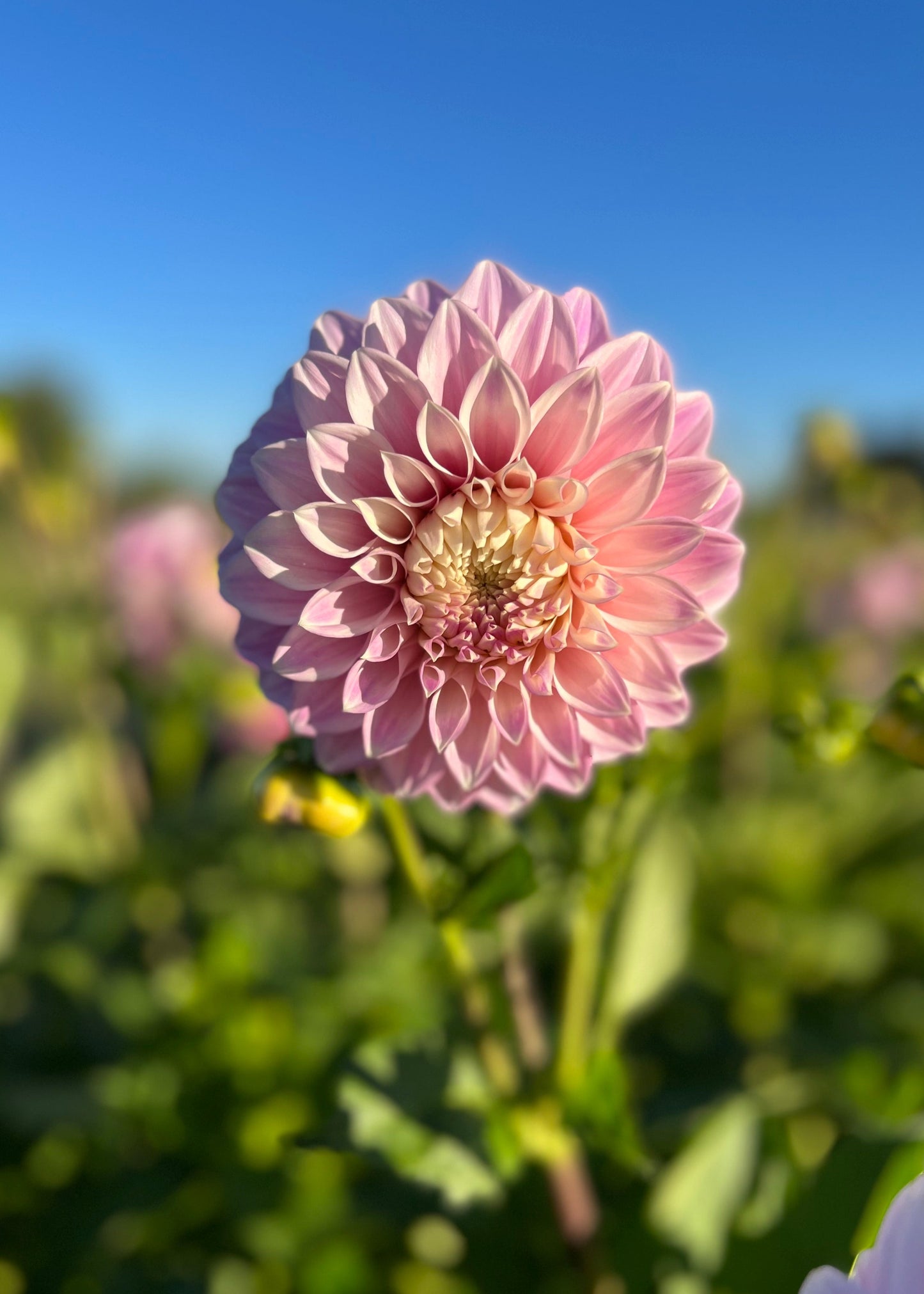 Dahlia 'Devon Seattle'