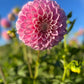 Dahlia 'Devon Seattle'