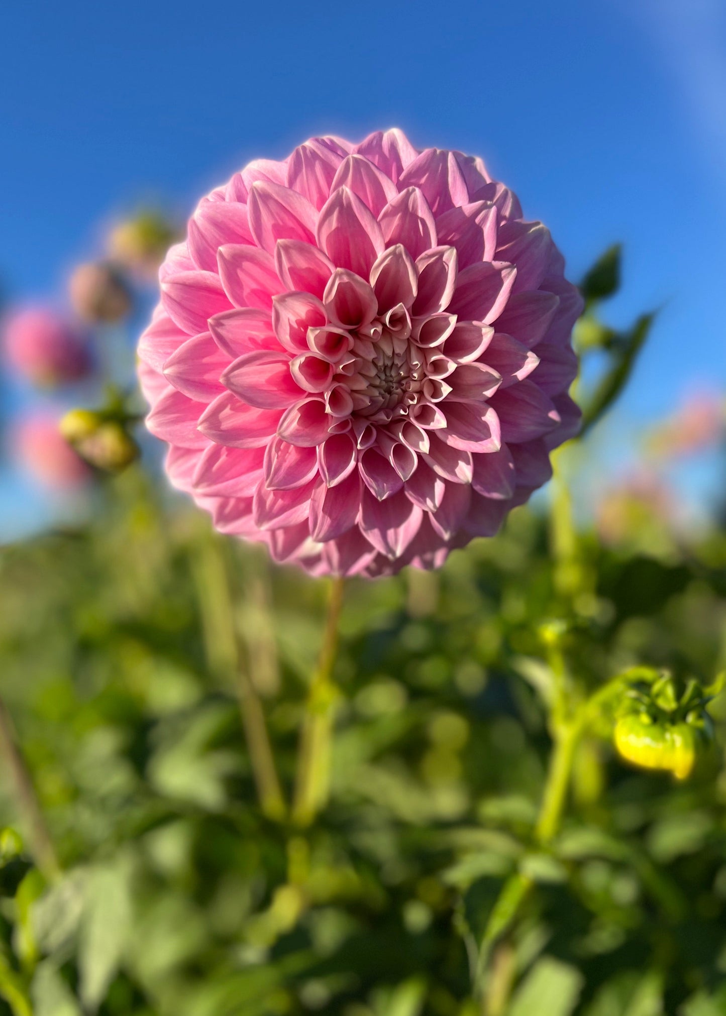 Dahlia 'Devon Seattle'
