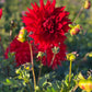 Dahlia 'Kenora Wildfire'