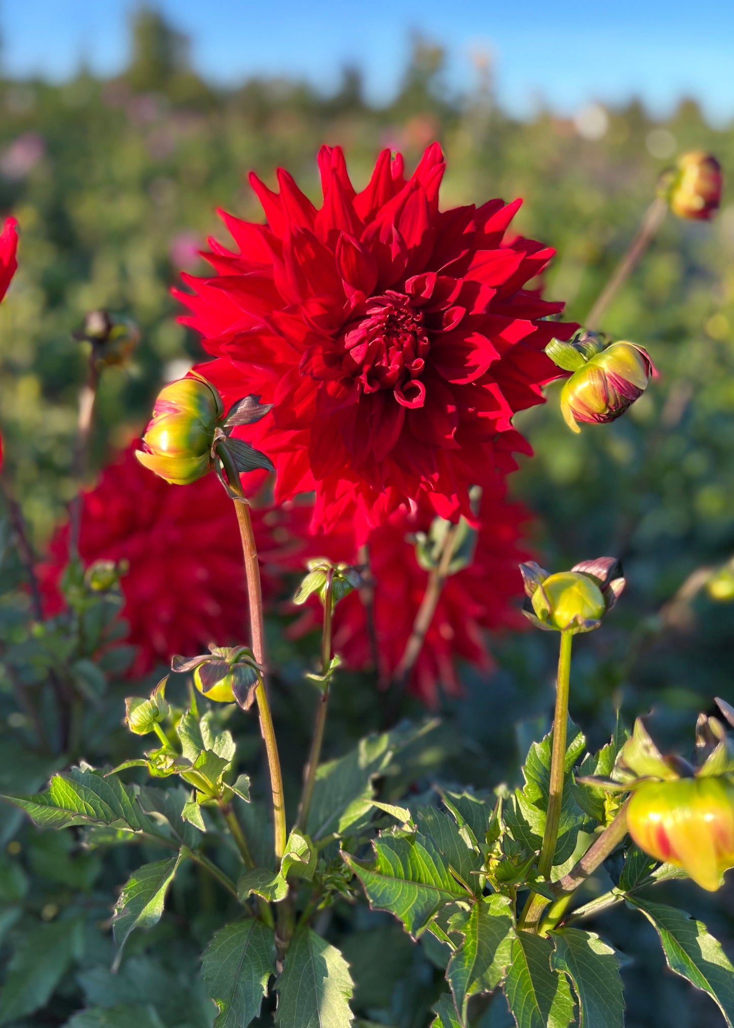 Dahlia 'Kenora Wildfire'