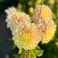 Farmgate Bunches ~ Medium Decorative Dahlias