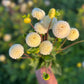 Pompon Dahlia Tubers in cultivar Bowen. A hand holding a bunch of ivory Bowen pompon flowers, top view.