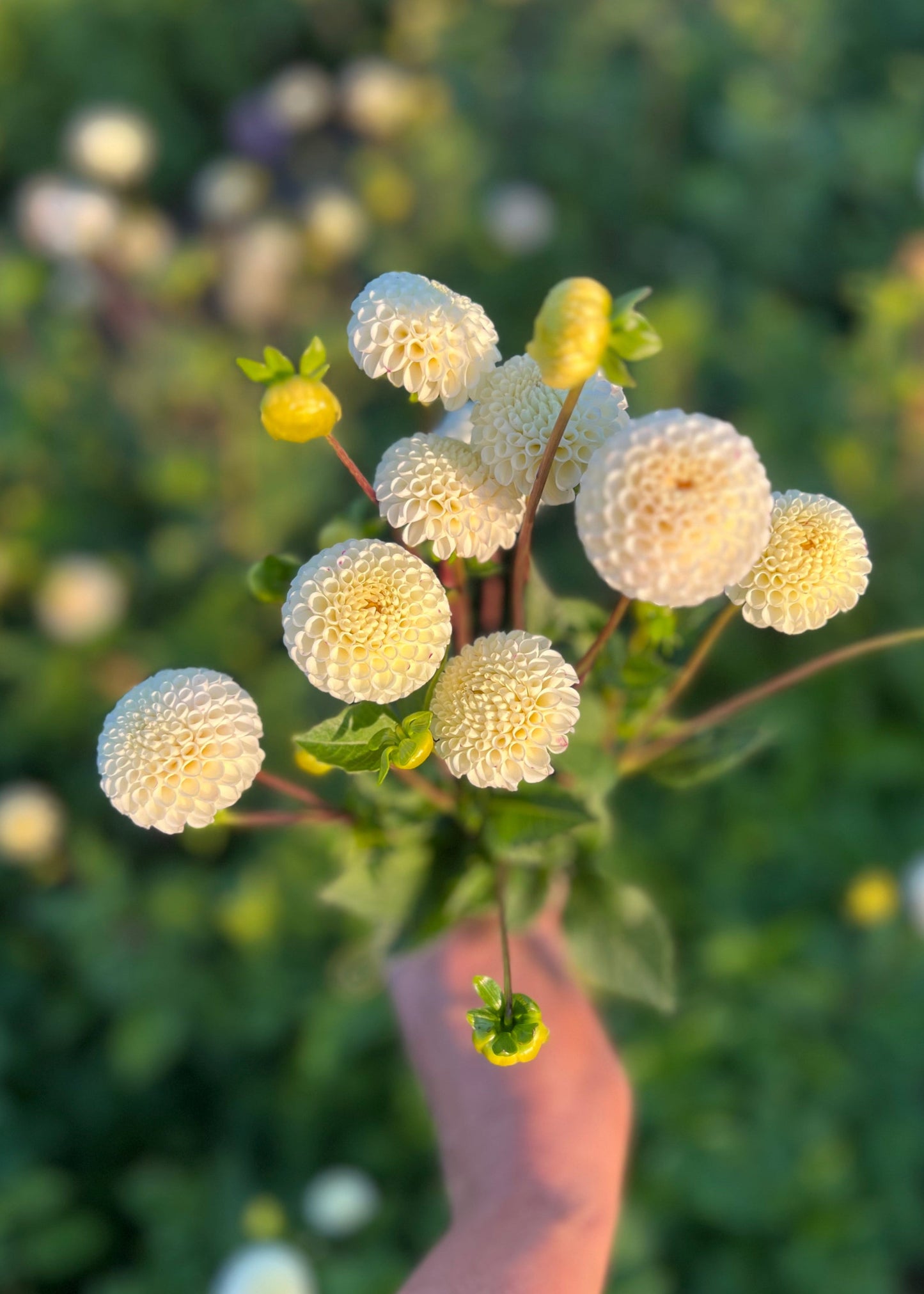 Pompon Dahlia Tubers in cultivar Bowen. A hand holding a bunch of ivory Bowen pompon flowers, top view.