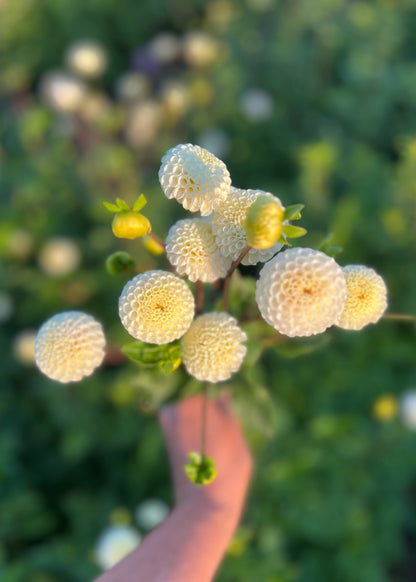 Farmgate Bunches ~ Pompon Dahlias