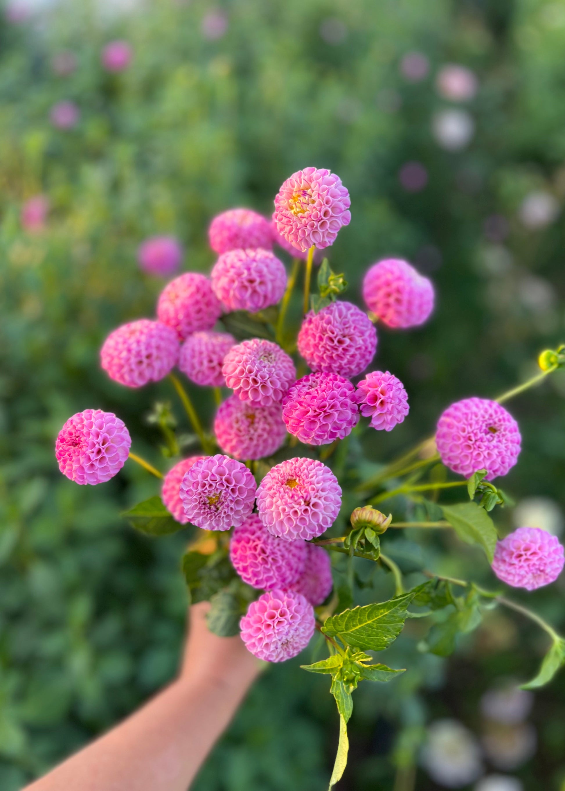 Pompon Dahlia Tubers in cultivar Pam. 
A hand holding a bunch of Pam pompon flowers, top view.