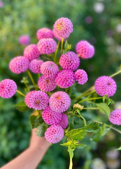 Farmgate Bunches ~ Pompon Dahlias