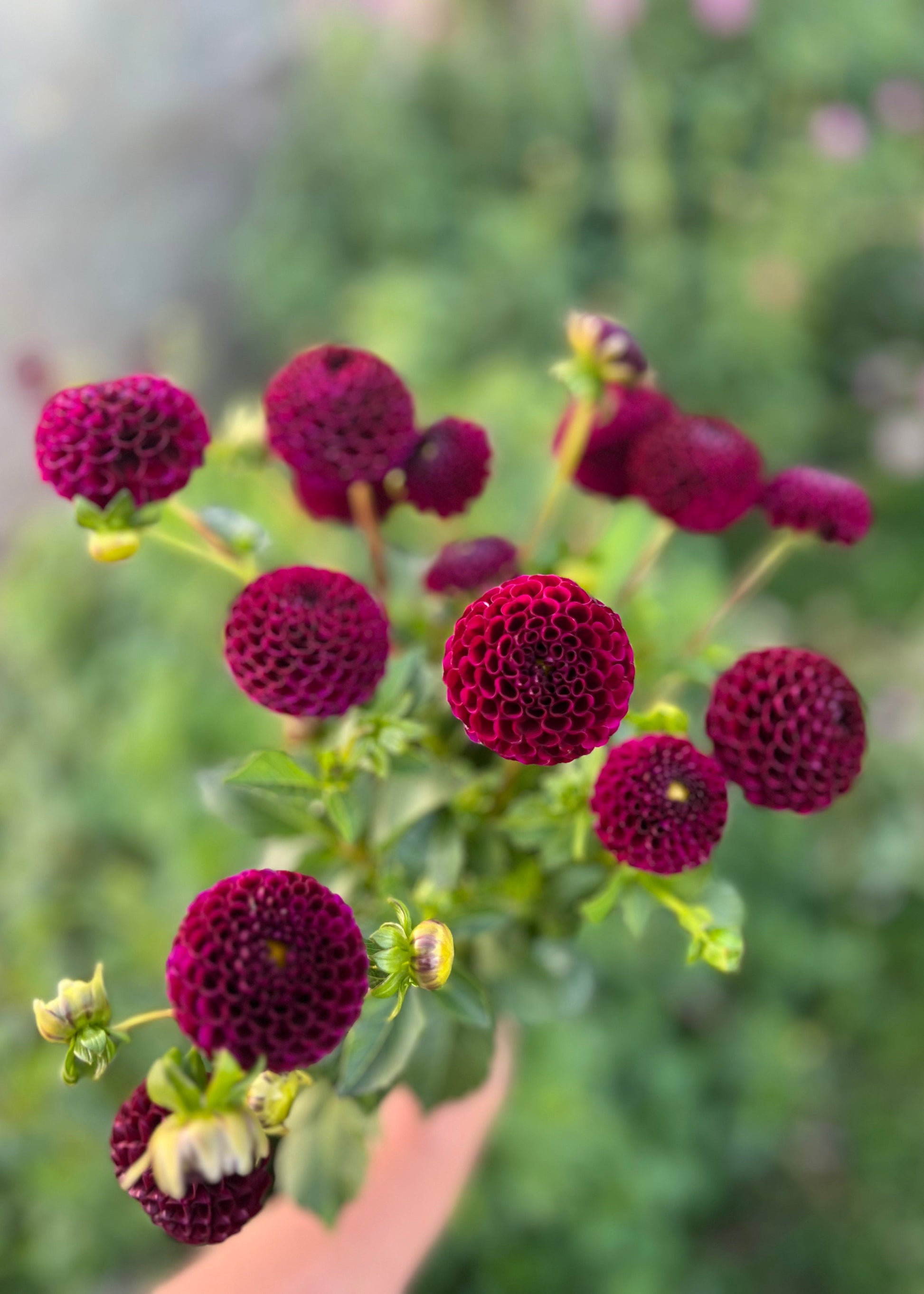 Pompon Dahlia Tubers in cultivar Moor Place. 
A hand holding a bunch of burgundy pompon flowers, top view.