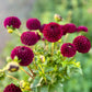 Farmgate Bunches ~ Pompon Dahlias