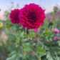 Dahlia 'Lindsay'