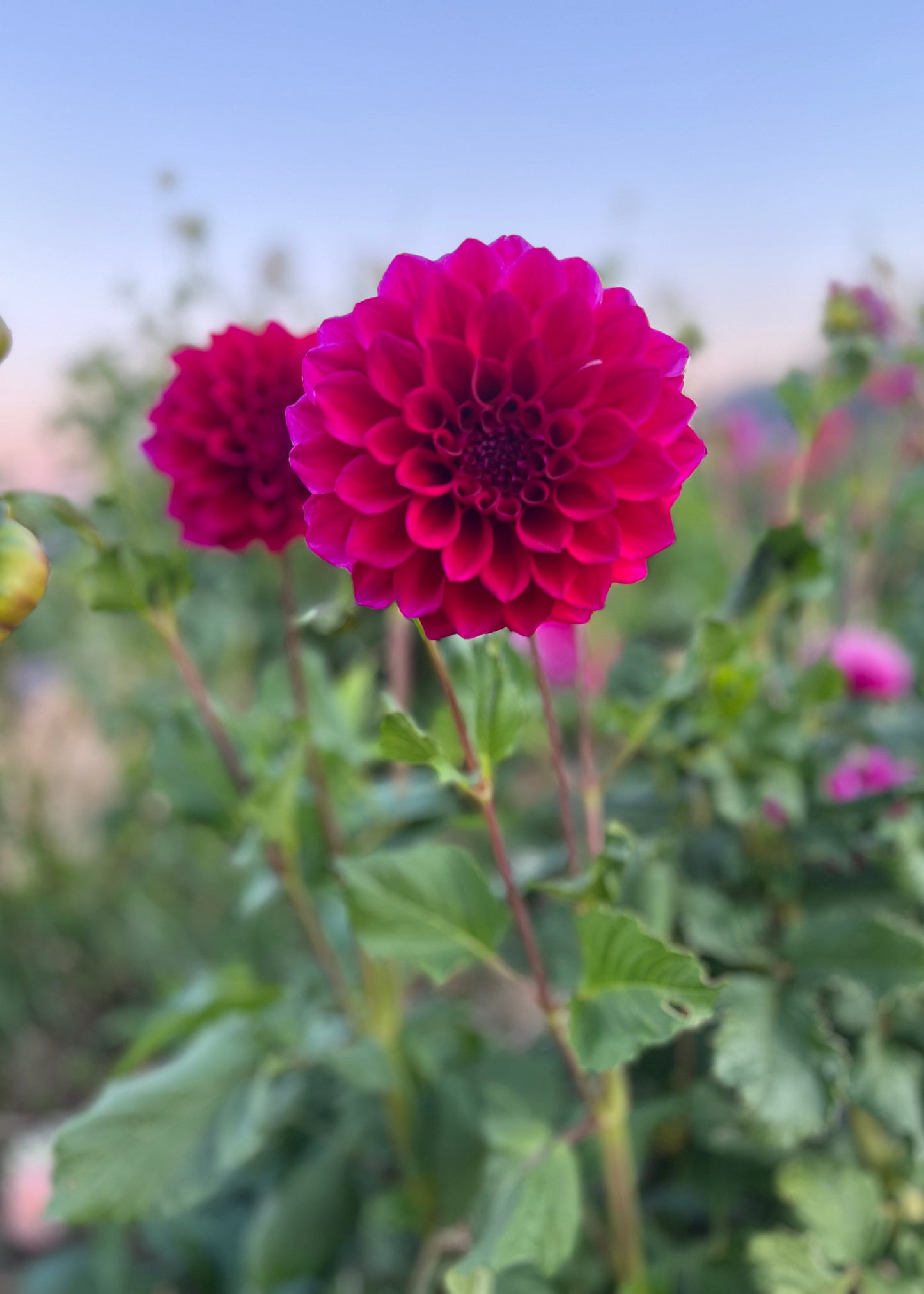 Dahlia 'Lindsay'