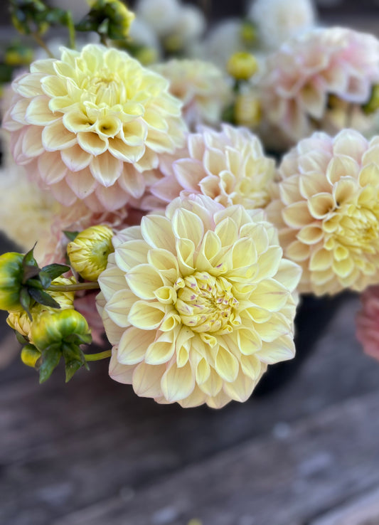Medium Decorative Dahlia Flower Buckets