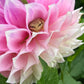 Dahlia 'Devon Seattle'