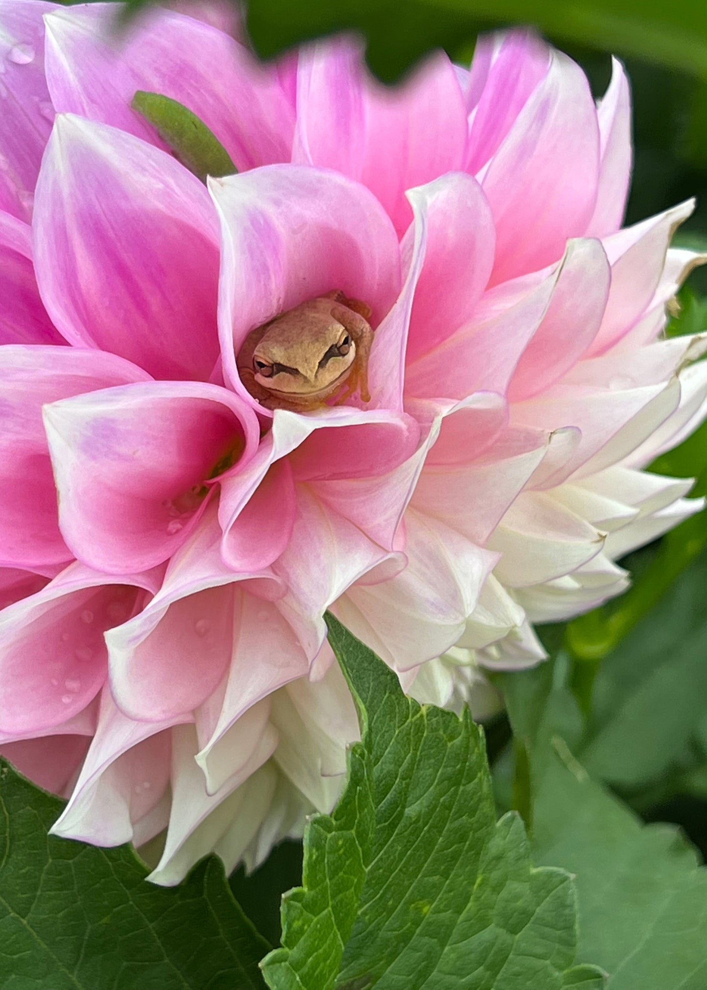 Dahlia 'Devon Seattle'