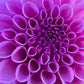 Dahlia Tubers Shirley Yeoman, front view.