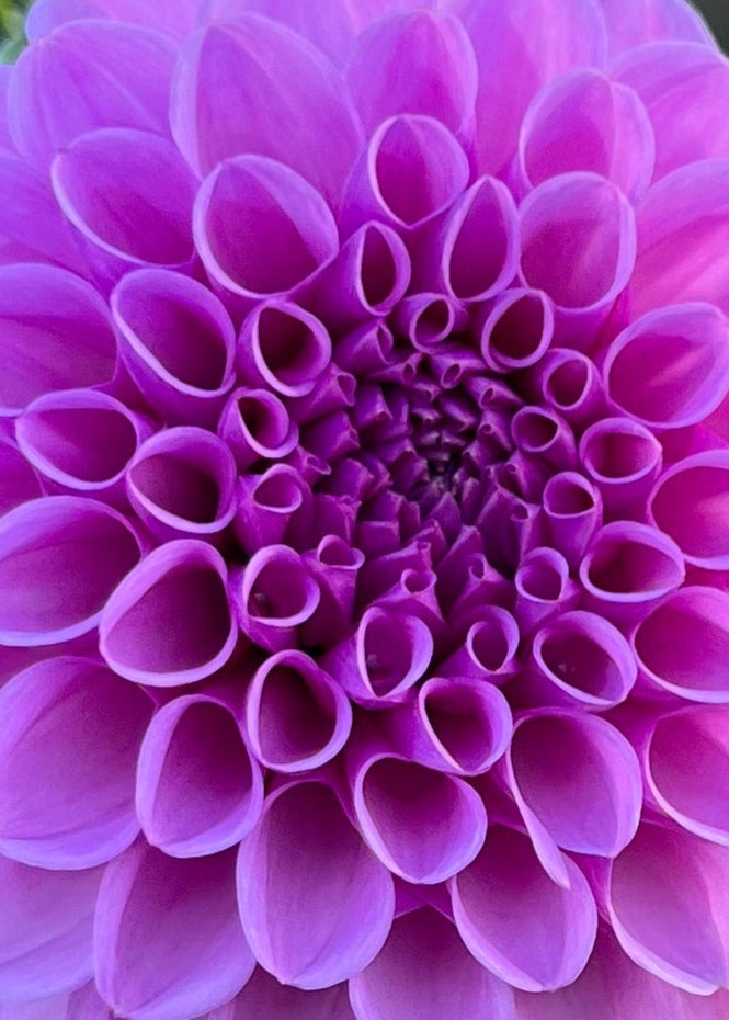 Dahlia Tubers Shirley Yeoman, front view.