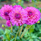 Farmgate Bunches ~ Small Decorative Dahlias