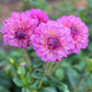 Dahlia 'Sultan'