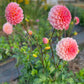 Dahlia 'Hillier Tanunda'
