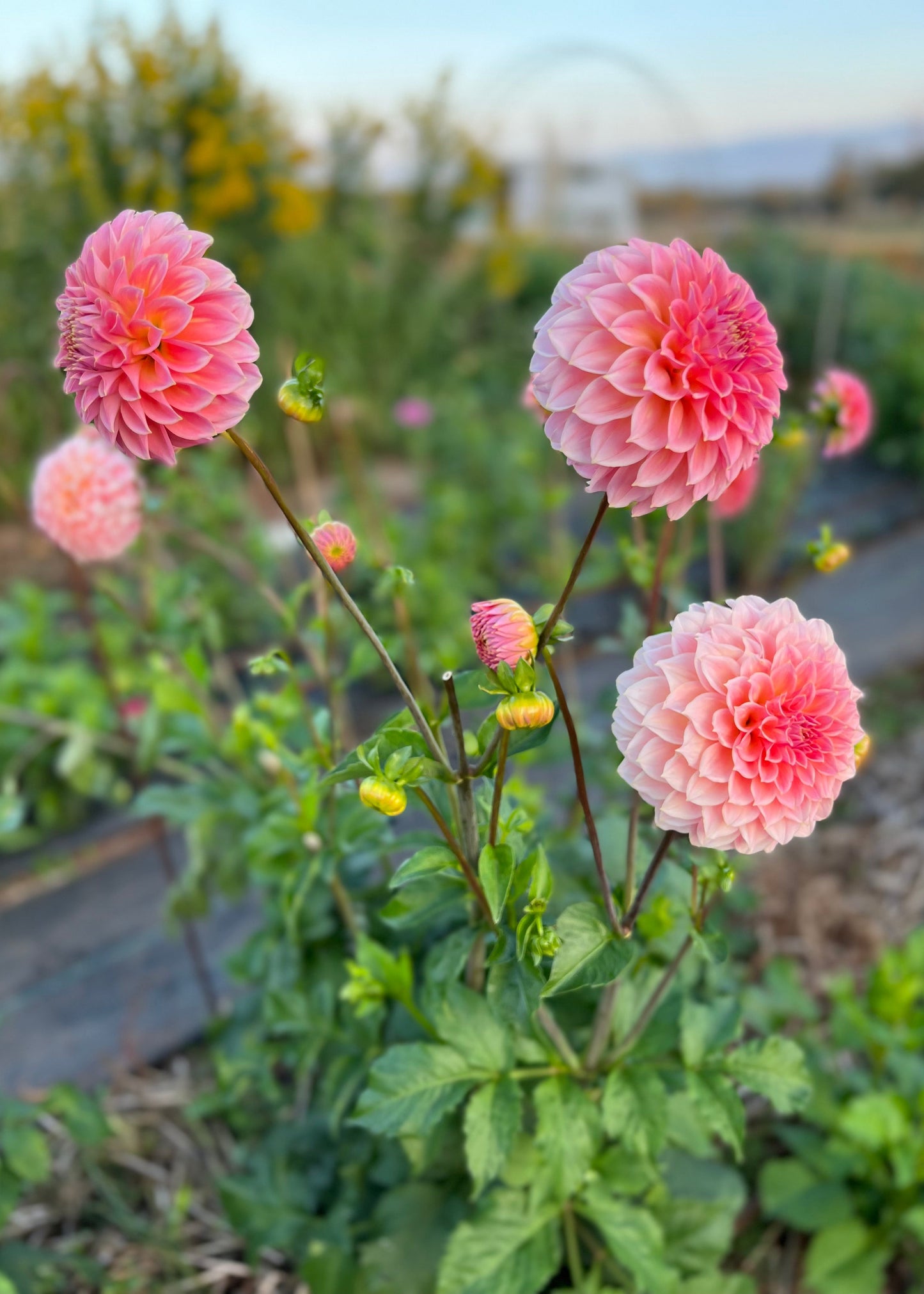 Dahlia 'Hillier Tanunda'
