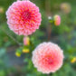 Dahlia 'Hillier Tanunda'