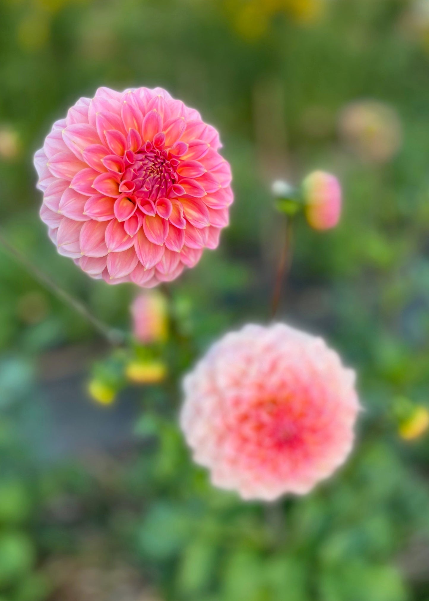 Dahlia 'Hillier Tanunda'