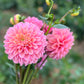 Dahlia 'Floralie Kindness'